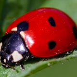 Ladybug1212