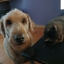 3dogs