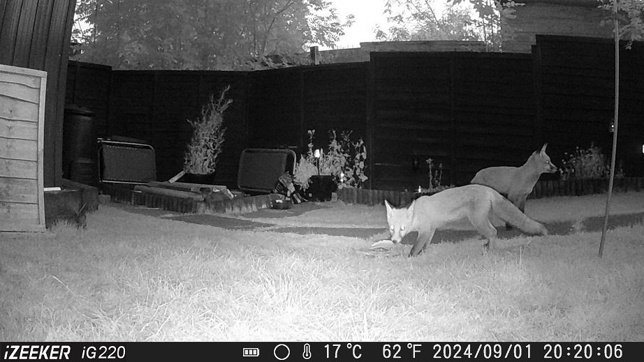 This evenings supper guests arrive.