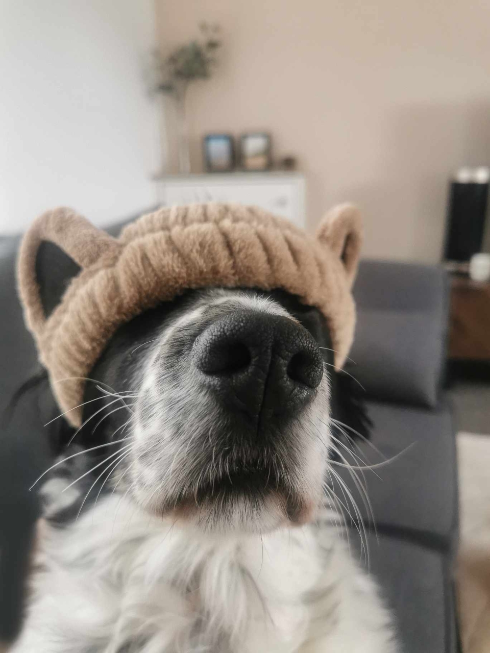 Finn, part Dog, part Teddy Bear.