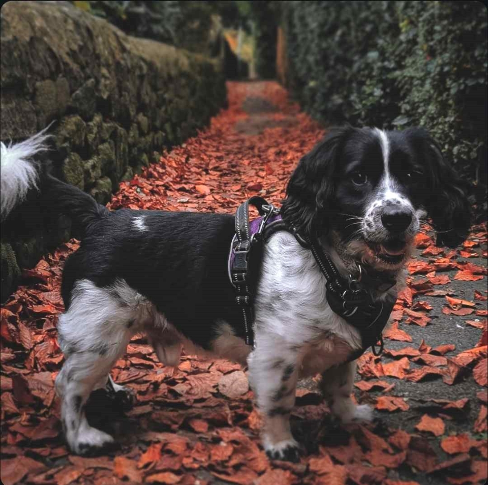 Finn in Autumn.