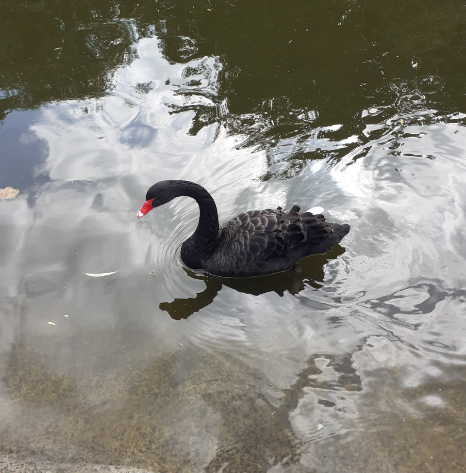 Day out in London black Swan, pelican,Two guardsman at horse guards parade Proud to be British.