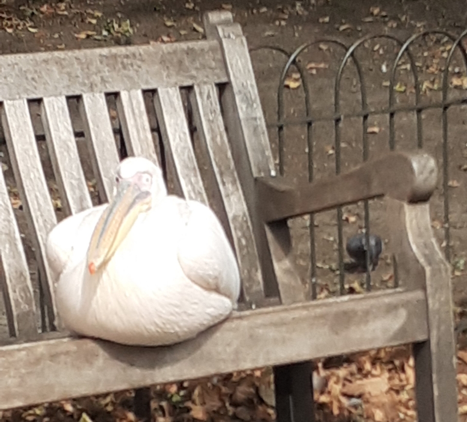 Day out in London black Swan, pelican,Two guardsman at horse guards parade Proud to be British.