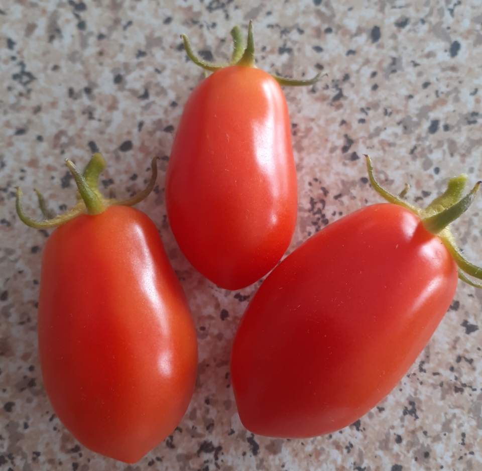 Home grown tomatoes from my garden