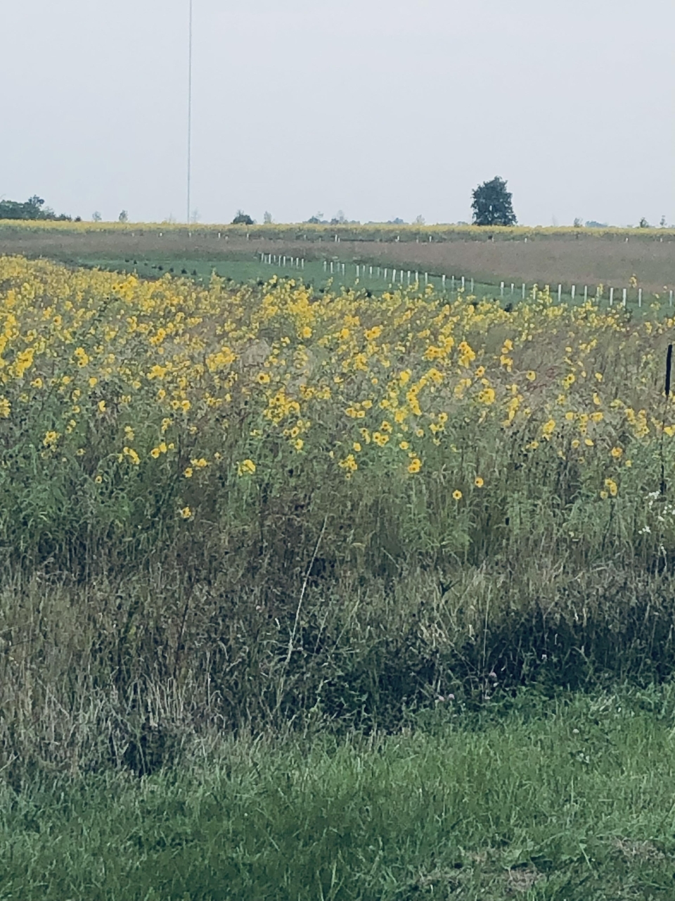 I took this while driving in the country.