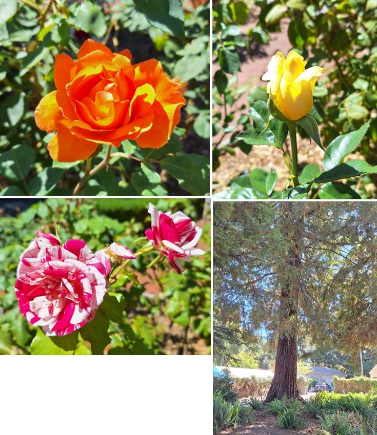 Some pretty roses and a redwood tree I saw on a recent walk.