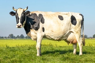 I was reading a fascinating study the other day, where it said cows give more milk when you talk to them.........Yeah, it goes in one ear and out the udder.