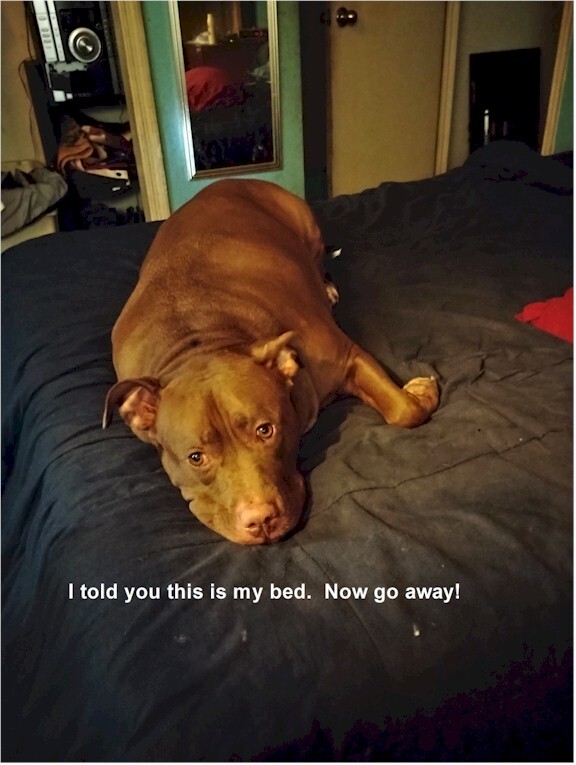 I know somewhere deep down my dog loves me.