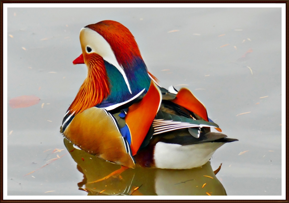 Mandarin Duck, on a very dull, damp, and dismal day.