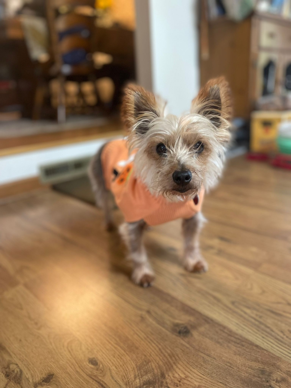 Baxter trying on his Halloween sweater.