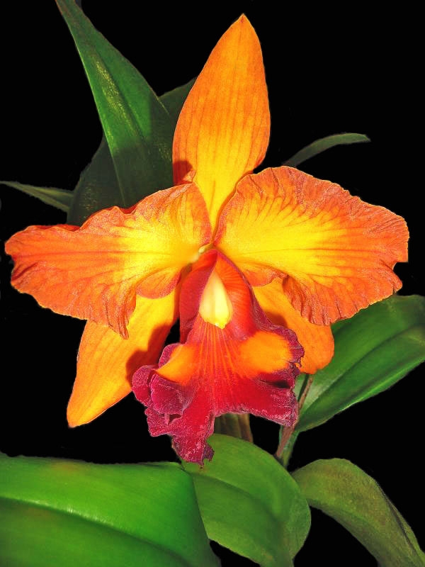 From The World of Orchids in Florida