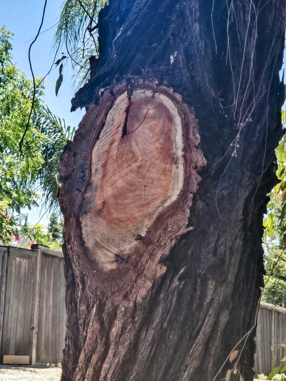 What do you see in this branch cutting?