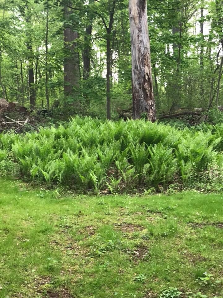 My fern patch I started yrs ago with just on fern planted