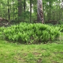 Stream Photos