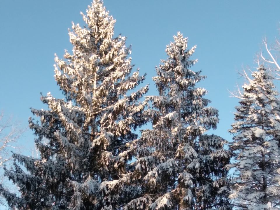 A fresh coat of snow for February 1st