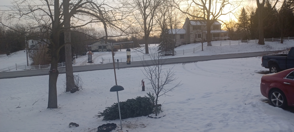 Seeing Red this morning at the bird feeders , two red tail hawks and a red fox !