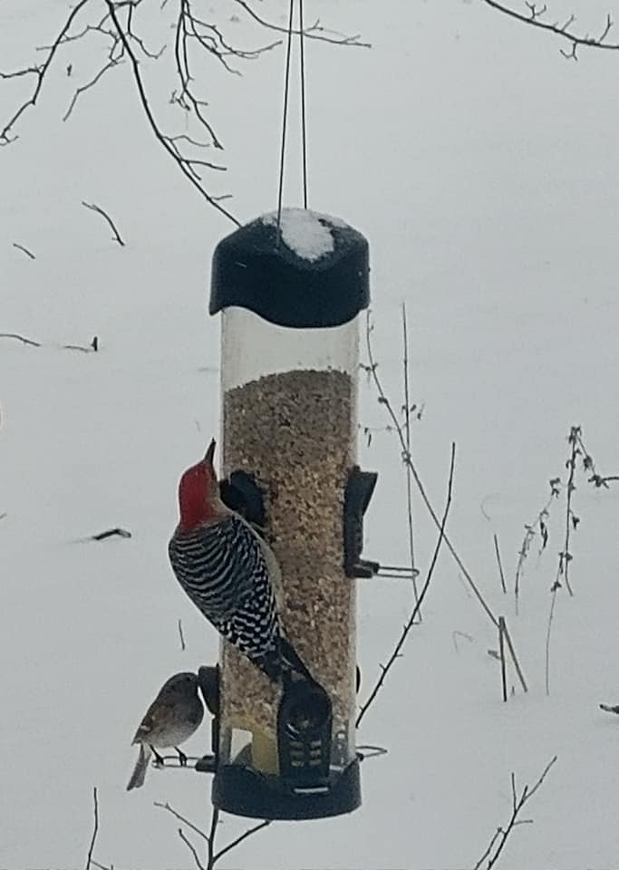 Feeder is busy today