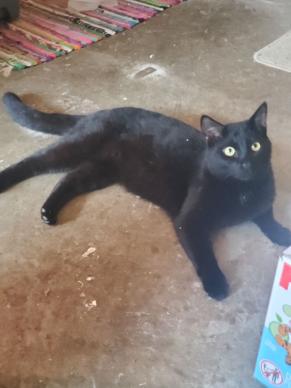 One of my feral familiars.