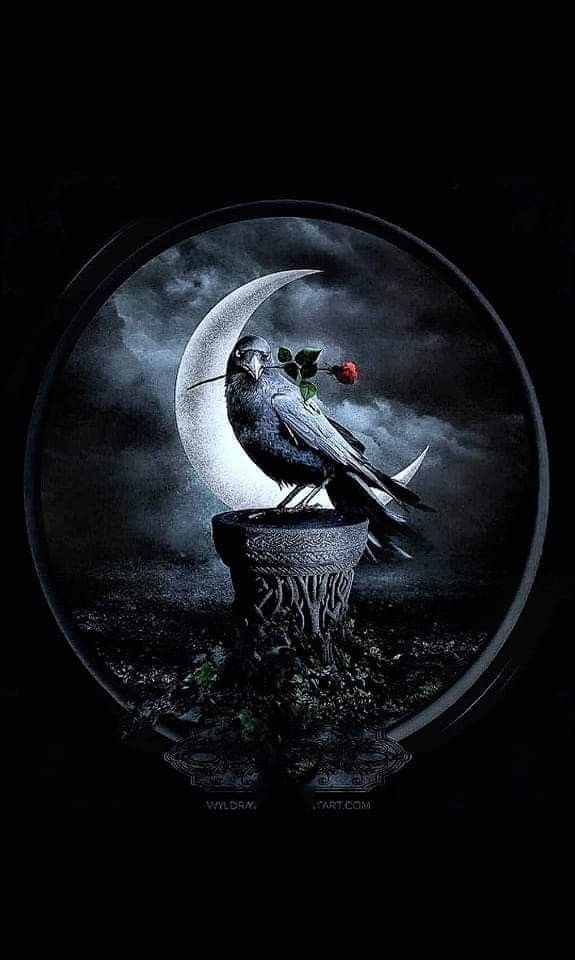 )Oh, raven with the rose,Winds may shift and rivers close,But in the dark, your song will soar,And love shall find the night once more.𝓙𝓢𝓜