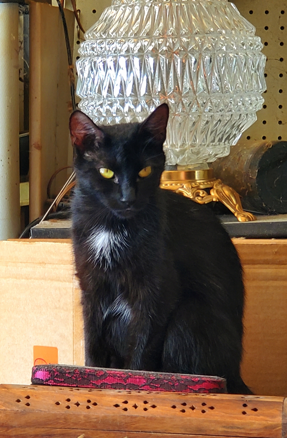 In a sunlit room where silence stays,A black cat dreams through golden haze.Perched on pillows, sleek and still,A shadow soft, a breathless thrill.Behind, old drawers of file and dust,Hold stories sealed in metal trust.But the cat, with gaze so deep,Guards the past in silent sleep.𝓙𝓢𝓜My feral Watcher, 🐈‍⬛🐾🖤