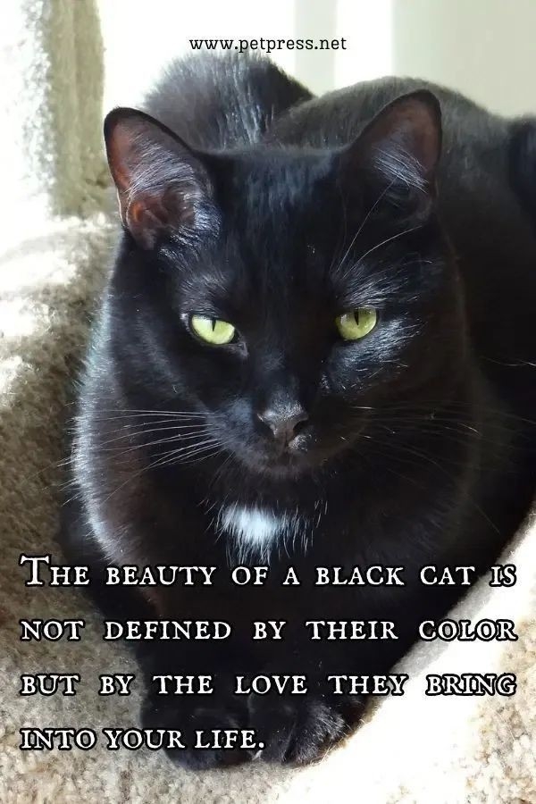I have 4, feral and precious 🐈‍⬛🕯🖤