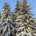 winter on the prairie